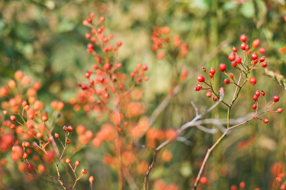  - red-berries-in-park